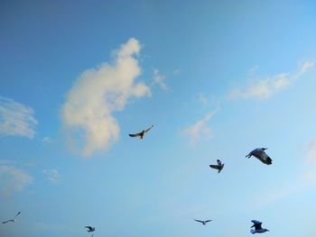 Low angle view of birds flying in sky