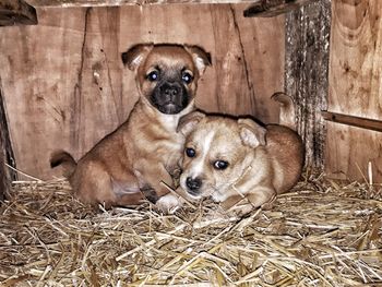 Portrait of dog sitting on hay