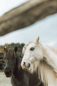 Horse standing on field