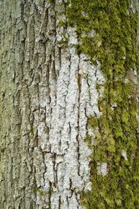 Full frame shot of tree trunk