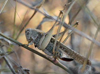 Close-up side view of a lizard on twig