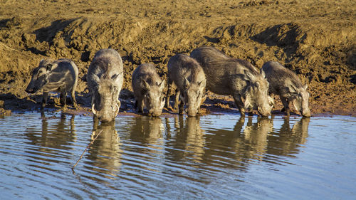 View of drinking water in lake