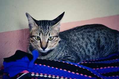 Close-up portrait of tabby cat