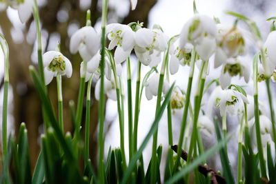 Close-up of white flowering plants