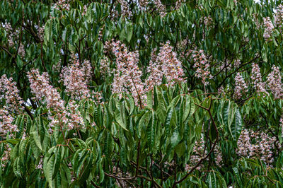 Purple flowering plants on field