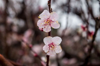 Close-up of cherry blossoms in spring