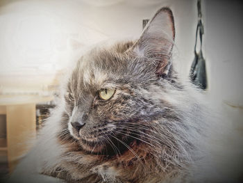 Close-up of a cat looking away