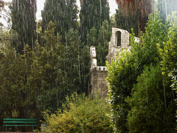 Low angle view of ivy on built structure