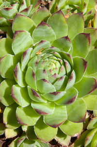 Full frame shot of succulent plant