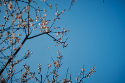 Low angle view of tree against clear blue sky