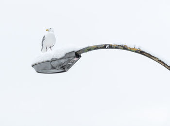 Bird perching on a snow