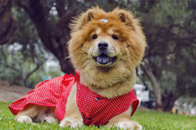 Close-up of a dog looking away