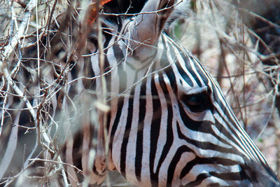 Close-up of zebra