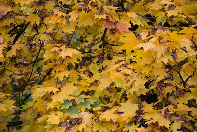 Full frame shot of maple leaves