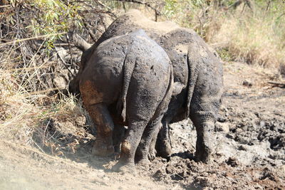 View of elephant