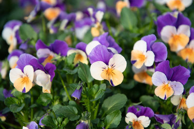 Flower carpet of purple-yellow pansies in a flower bed,spring flowers background