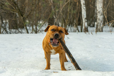 Portrait of dog standing in snow