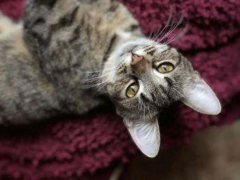 Close-up portrait of a cat