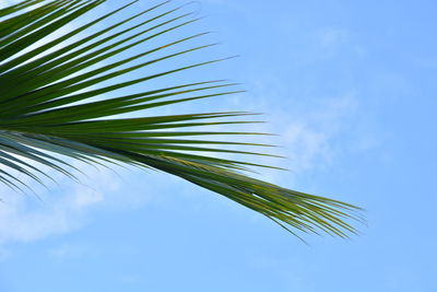 Low angle view of palm tree against sky