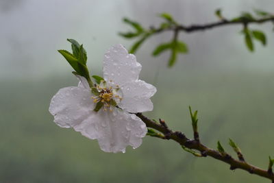 Close-up of fresh white flower with water drops on plant