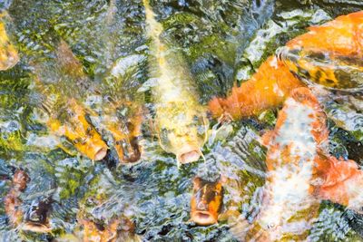 Close-up of fish in sea