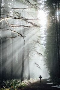 Man walking on dirt road passing through forest