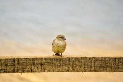 Low angle view of bird perching on wood against sky