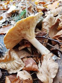 Close-up of dry autumn leaves