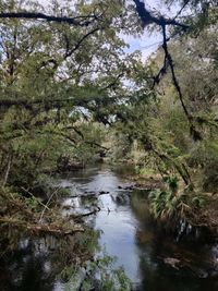 Scenic view of river amidst trees in forest