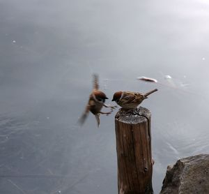 Birds flying over lake