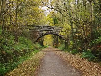 Bridge amidst trees in forest