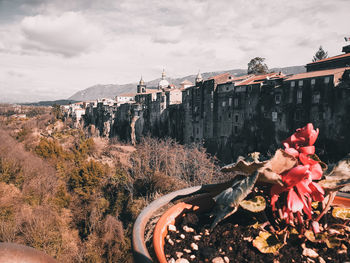 Plants growing on abandoned building against sky