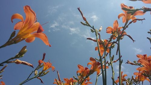 Low angle view of flowering plant against sky