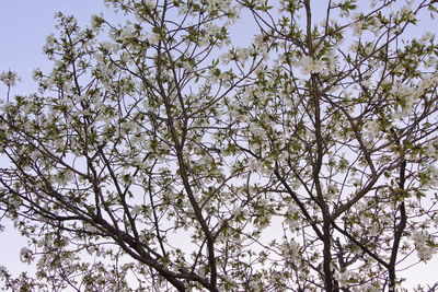 Low angle view of flowering tree against sky