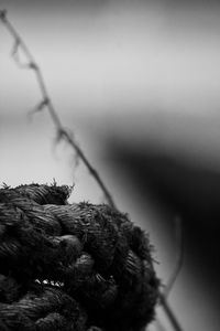 Close-up of plant against sky