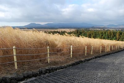 Footpath by reeds on field against cloudy sky