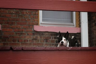 Portrait of dog on window