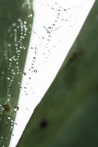 Close-up of wet spider web on plant