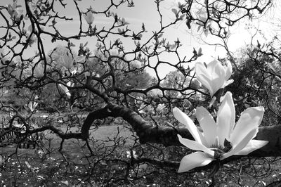 Close-up of white flower blooming on tree