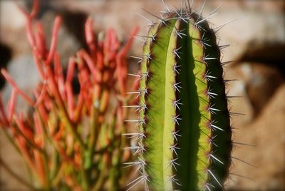 Close-up of succulent plant