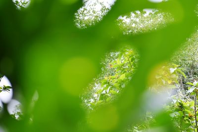 Close-up of caterpillar on plant