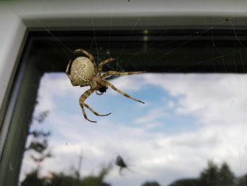 Spider on web against window