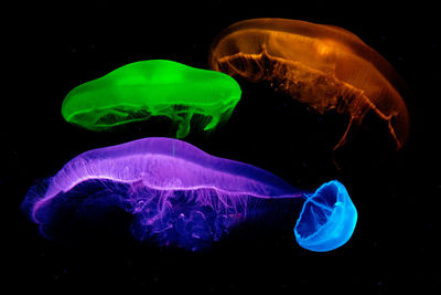 Close-up of jellyfish swimming in sea