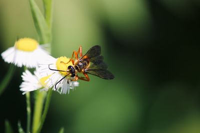 Close-up of insect on flower