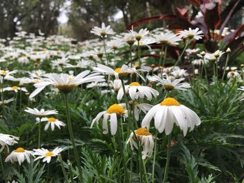 Close-up of white flowers blooming in park