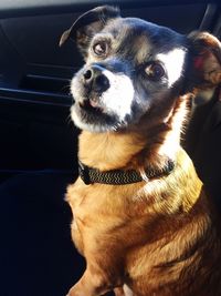 Close-up portrait of dog sitting on car