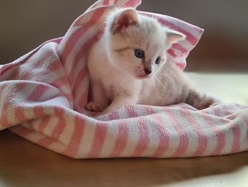 Close-up of kitten resting on bed