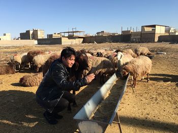 Dog looking at camera