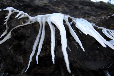 Close-up of animal skull in winter