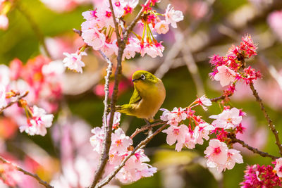 Bird perching on cherry blossom tree